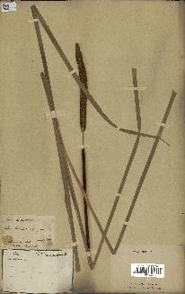 spécimen de Typha angustifolia