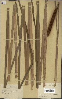 spécimen de Typha angustifolia