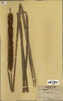 spécimen de Typha angustifolia