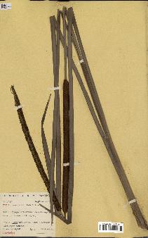 spécimen de Typha australis