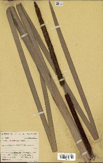 spécimen de Typha australis