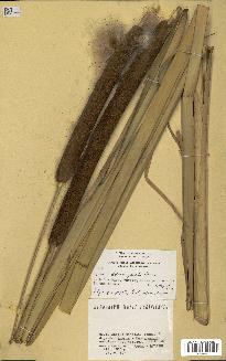 spécimen de Typha domingensis