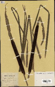 spécimen de Typha elephantina