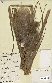 spécimen de Typha domingensis