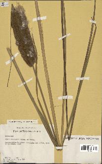 spécimen de Typha australis