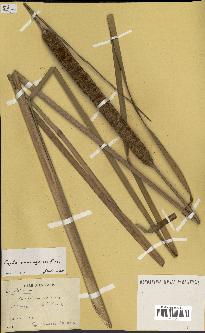 spécimen de Typha domingensis