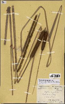 spécimen de Typha domingensis