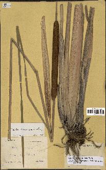 spécimen de Typha domingensis