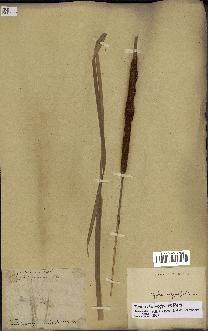 spécimen de Typha domingensis