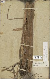 spécimen de Typha domingensis