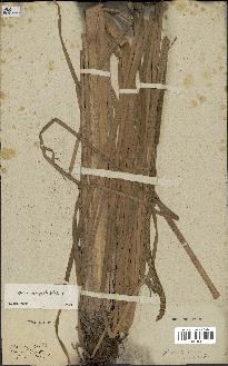 spécimen de Typha domingensis