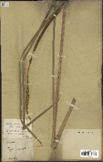 spécimen de Typha domingensis