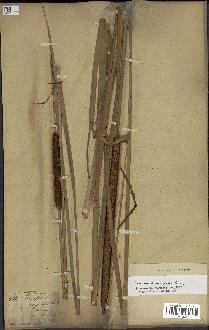 spécimen de Typha domingensis