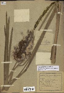 spécimen de Typha domingensis