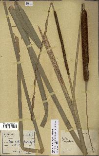spécimen de Typha domingensis