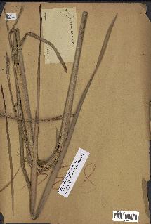 spécimen de Typha domingensis