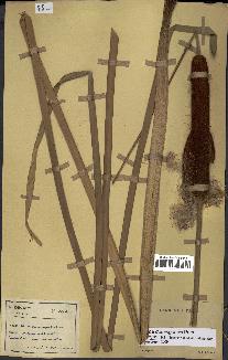 spécimen de Typha domingensis