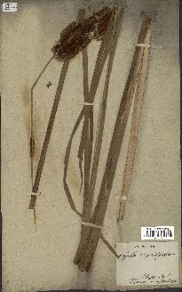 spécimen de Typha domingensis