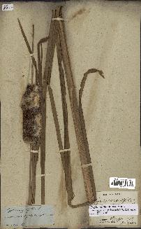spécimen de Typha domingensis