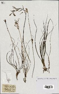 spécimen de Anthericum liliago