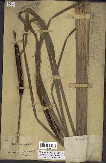 spécimen de Typha domingensis