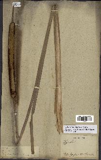 spécimen de Typha domingensis