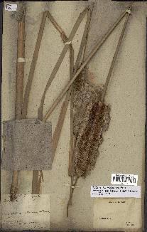 spécimen de Typha domingensis
