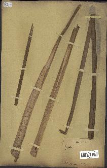spécimen de Typha domingensis