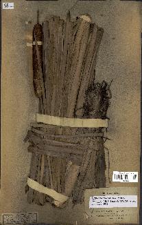 spécimen de Typha domingensis