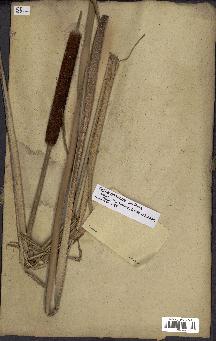 spécimen de Typha domingensis