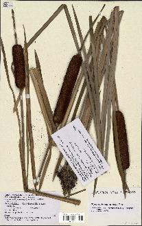 spécimen de Typha domingensis