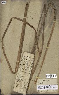 spécimen de Typha domingensis