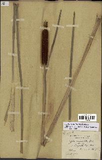 spécimen de Typha domingensis