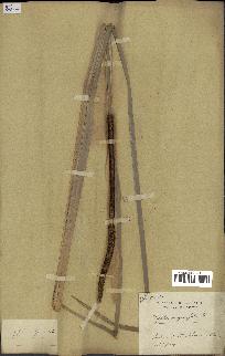 spécimen de Typha domingensis