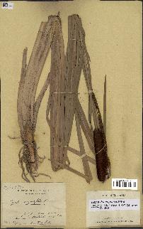 spécimen de Typha domingensis