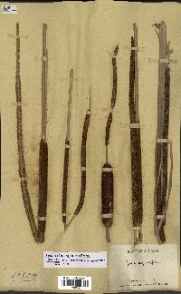 spécimen de Typha domingensis