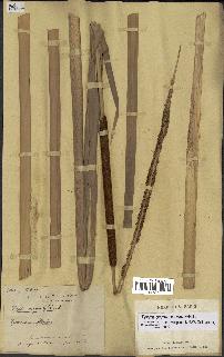 spécimen de Typha domingensis