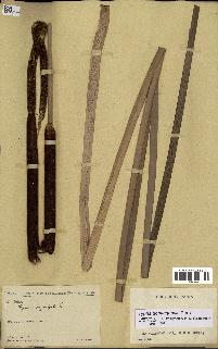 spécimen de Typha domingensis
