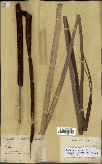 spécimen de Typha domingensis
