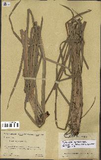 spécimen de Typha domingensis