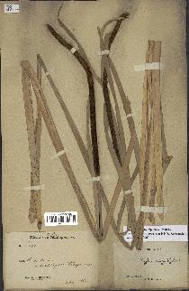 spécimen de Typha domingensis