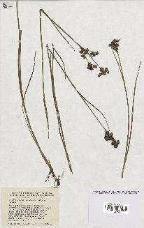 spécimen de Juncus canadensis