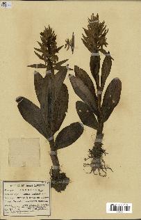 spécimen de Orchis sambucina