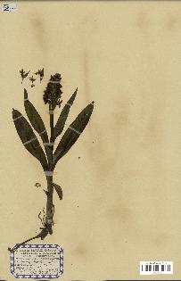 spécimen de Orchis x braunii