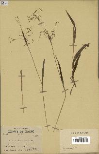 spécimen de Luzula parviflora