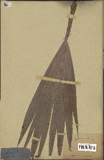 spécimen de Cocos sp.