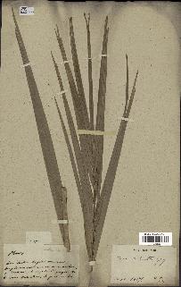 spécimen de Phoenix reclinata