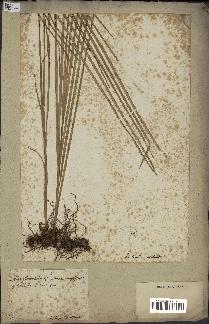 spécimen de Calamus sp.