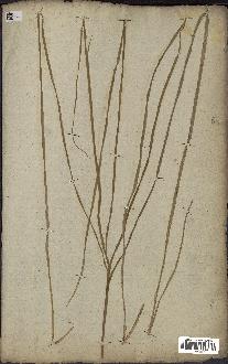 spécimen de Calamus sp.