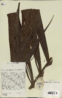 spécimen de indet.